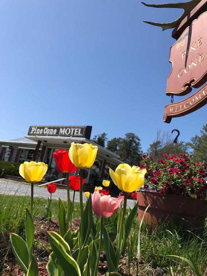 Pinecone Motel Sussex Luaran gambar
