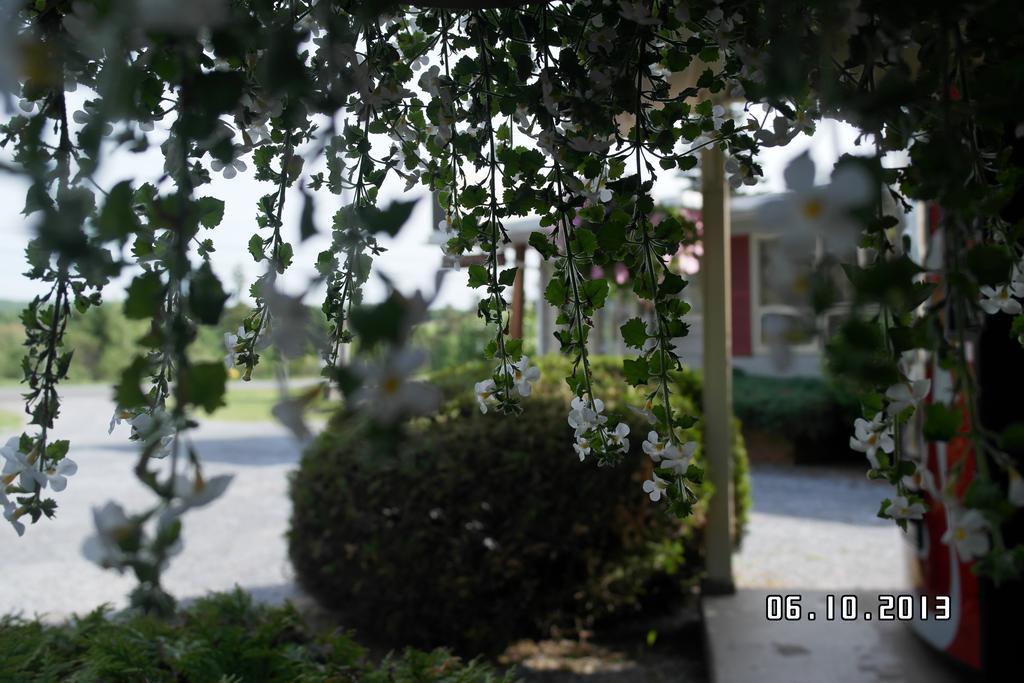 Pinecone Motel Sussex Luaran gambar